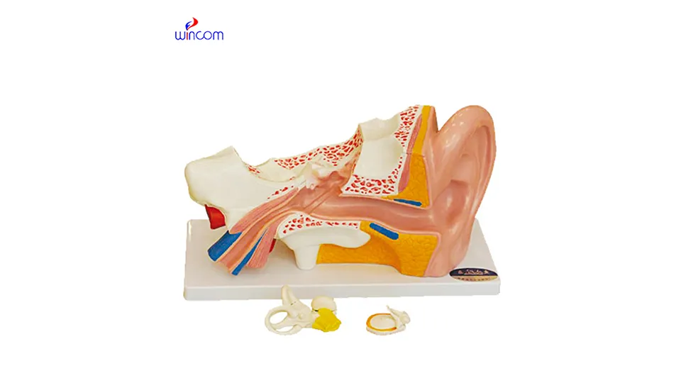 مدل های سه بعدی پزشکی